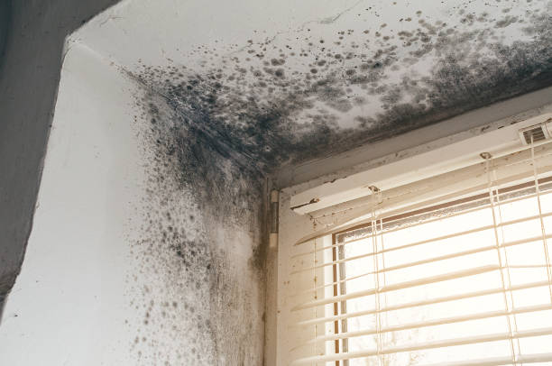 Trusted Black Mold Removal service in Colonia, NJ - Cheap Mold Removal